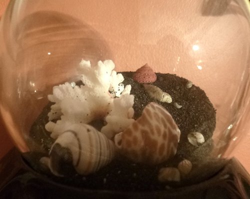 Glass jar filled with seashells, coral, and black sand