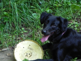 Lucy with a Frisbee